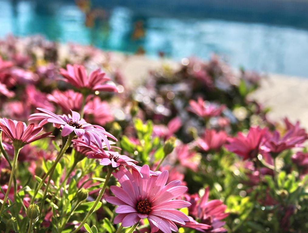 Villa Paradise Πάφος Δωμάτιο φωτογραφία
